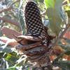 Banksia attenuata