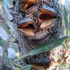 Banksia attenuata cone