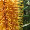 Banksia inflorescence