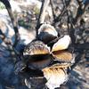 Banksia laracina post-fire