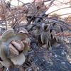 Banksia larcina cones