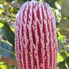 Banksia menziesii