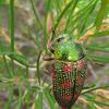 Buprestid beetle