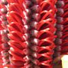 Close-up of Scarlet Banksia (coccinea)