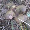 Cone of propeller Banksia (candolleana)