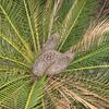 Cycad