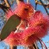 Eucalyptus flowers