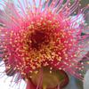 Eucalyptus flowers at Cataby