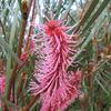 Hakea flower