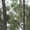 Kookaburra