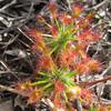 Sundew