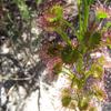 Sundew close-up