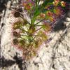 Sundew near Eneaba