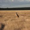 Western Grey kangaroo