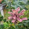 Young Banksia leaves