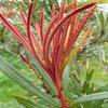 Young leaves, Banksia